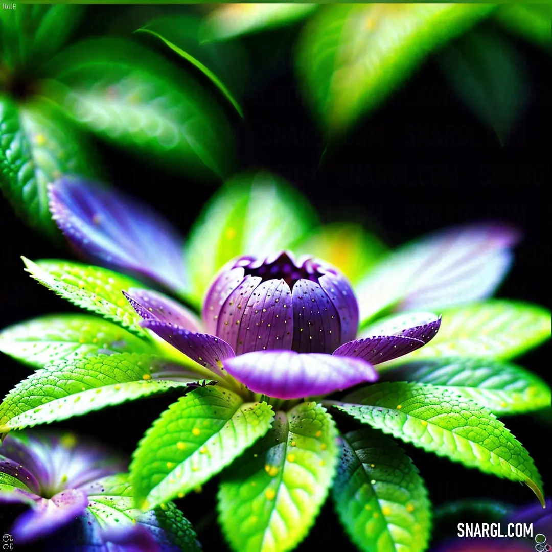 Lawn green color. Purple flower with green leaves on a black background