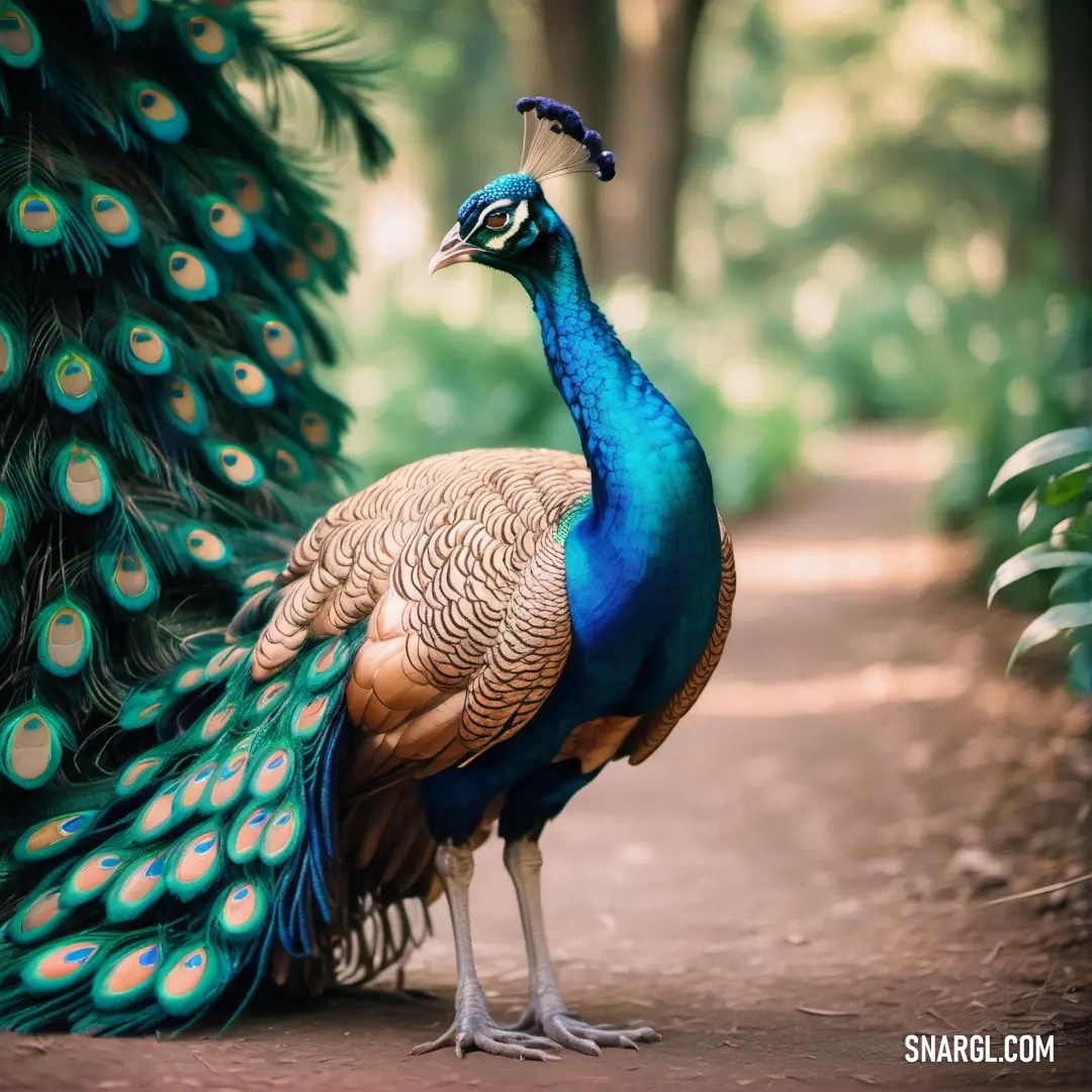 A peacock unfurls its magnificent tail feathers along a forest path. Surrounded by tall trees and thick bushes, it creates an awe-inspiring scene of natural beauty, as vibrant colors contrast with the rich greenery of the forest floor.