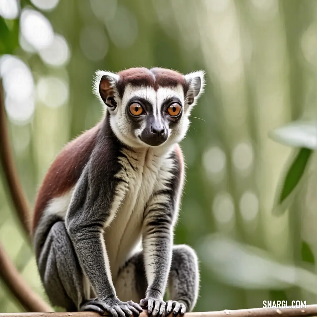 A small Lepilemur perched on a tree branch, with a soft blur of trees and leaves in the background, creating a sense of tranquility.