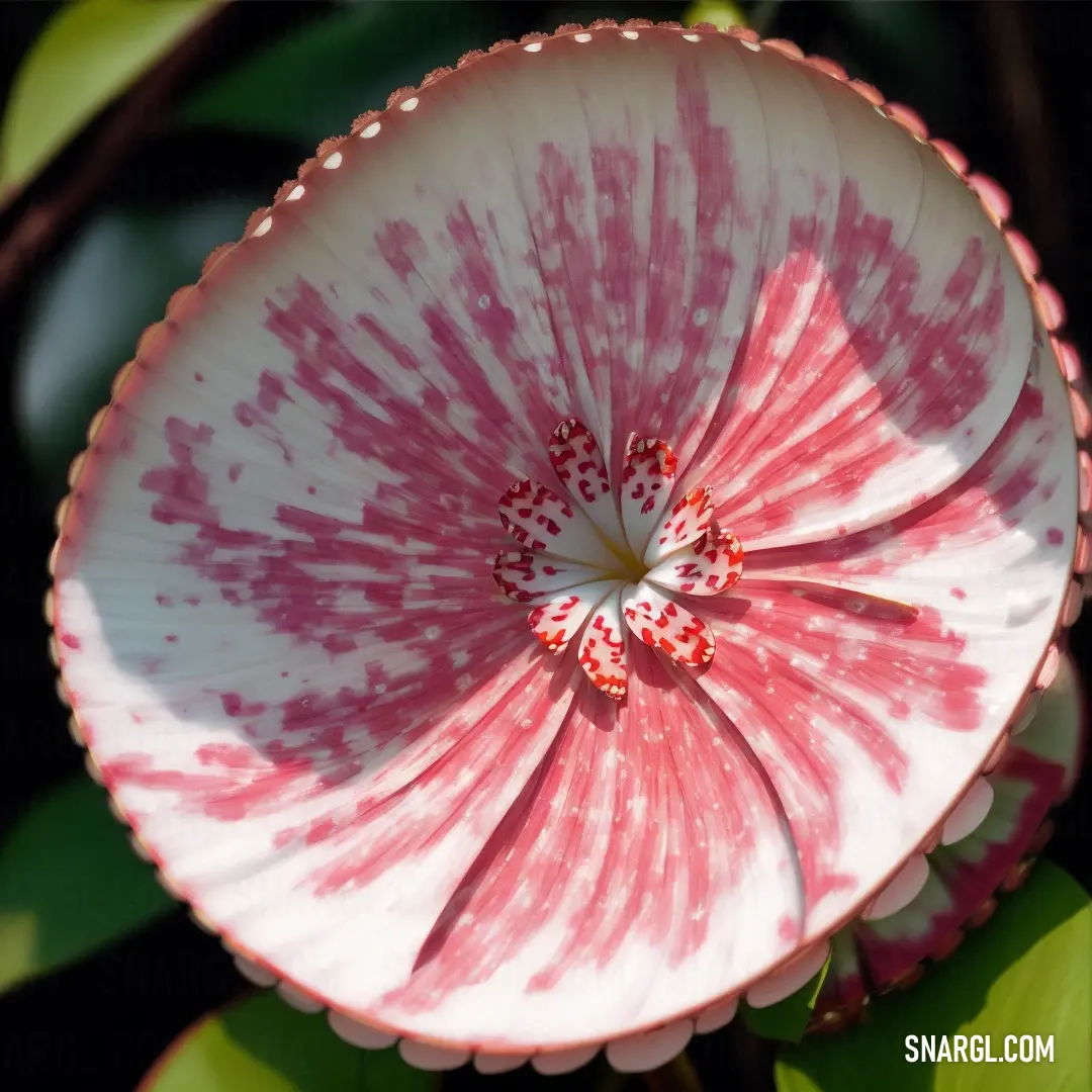 Pink and white flower with a green background and a white center with red dots on it's petals