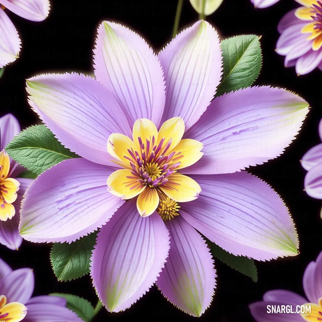 Close up of a purple flower with yellow centers and green leaves on a black background