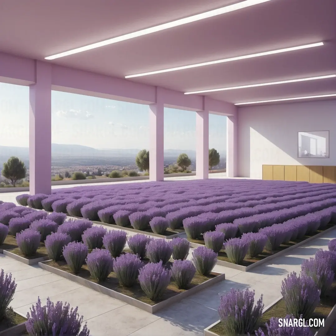 Large room with rows of lavender plants in the center of the room and a large window in the back. Example of CMYK 18,28,0,15 color.