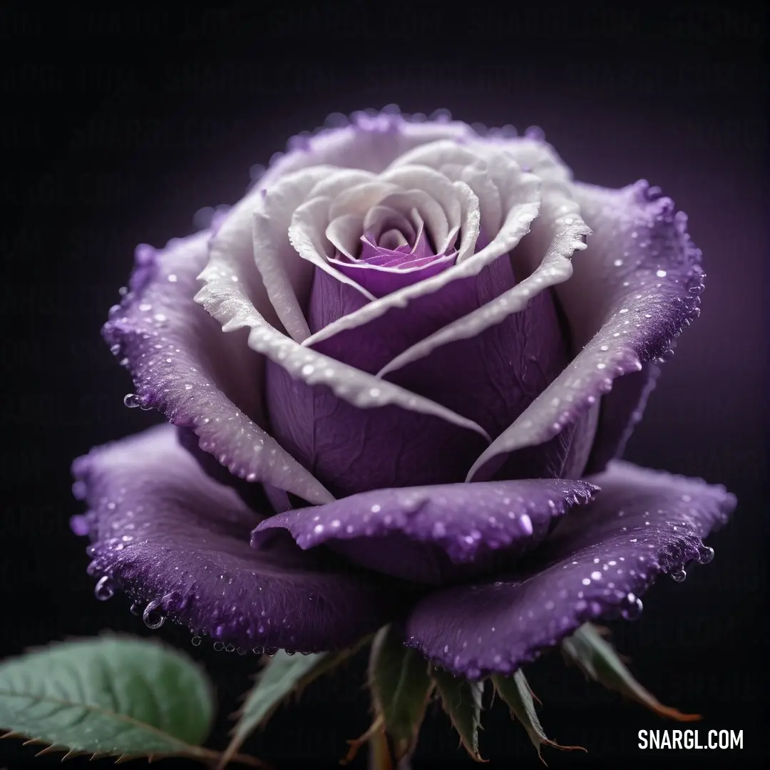 Purple rose with water droplets on it's petals and leaves on a black background. Example of #B19CD9 color.