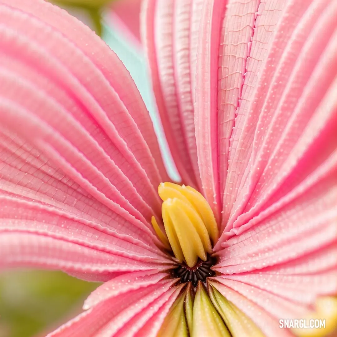 Pink flower with a yellow center and a green stem in the center of the flower is a yellow stamen