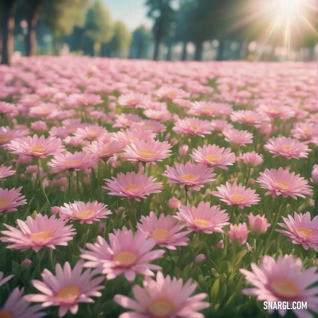 Field of pink flowers with the sun shining in the background. Example of CMYK 0,40,40,0 color.