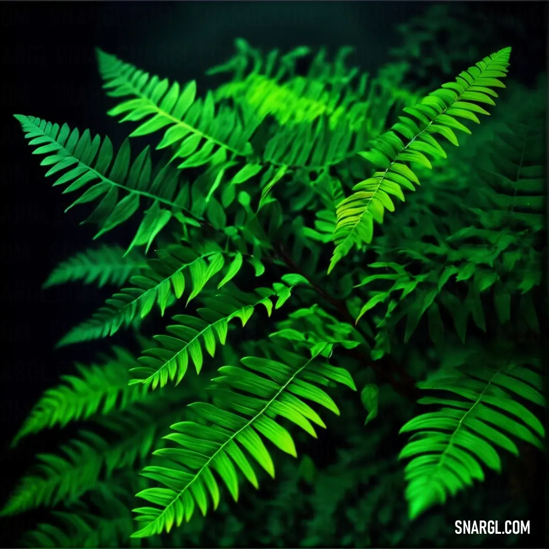 Lime green color. Close up of a green plant with leaves on it's stems and a black background
