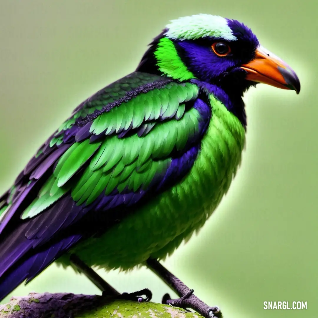 Colorful bird on top of a rock next to a green wall and a green background with a white spot. Example of Lime green color.