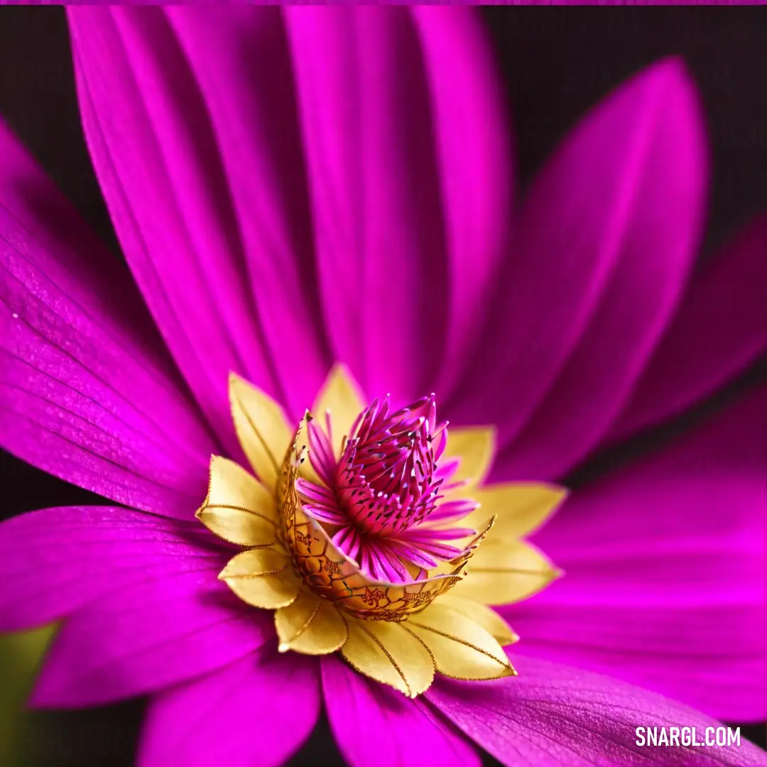 Purple flower with a yellow center and a black background with a white border around it
