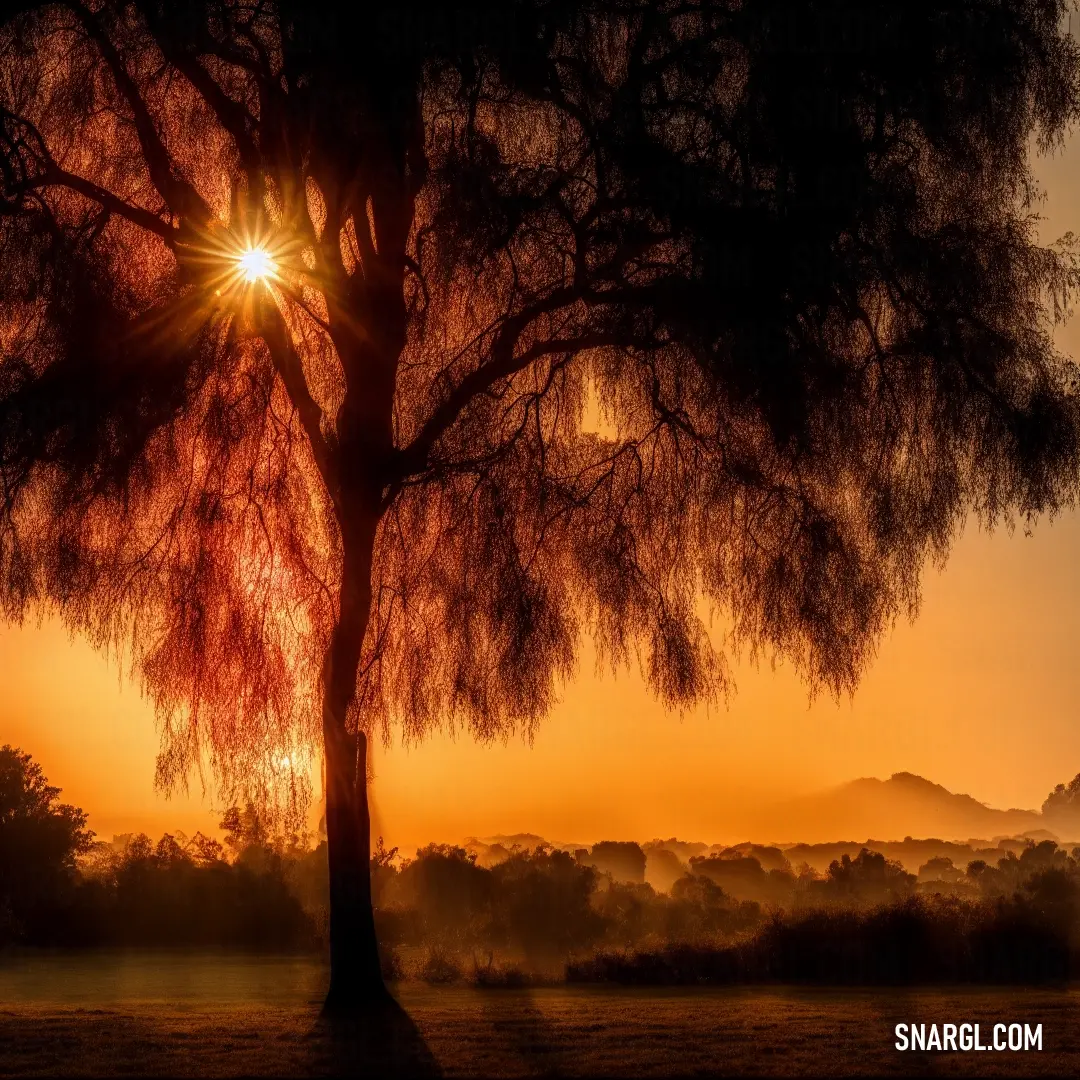 Tree with the sun shining through it and a mountain in the background with fog in the foreground