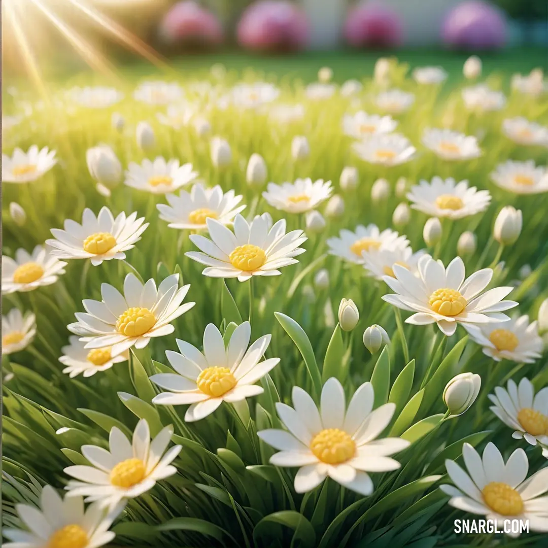 Field of white flowers with the sun shining in the background. Example of CMYK 0,6,63,2 color.