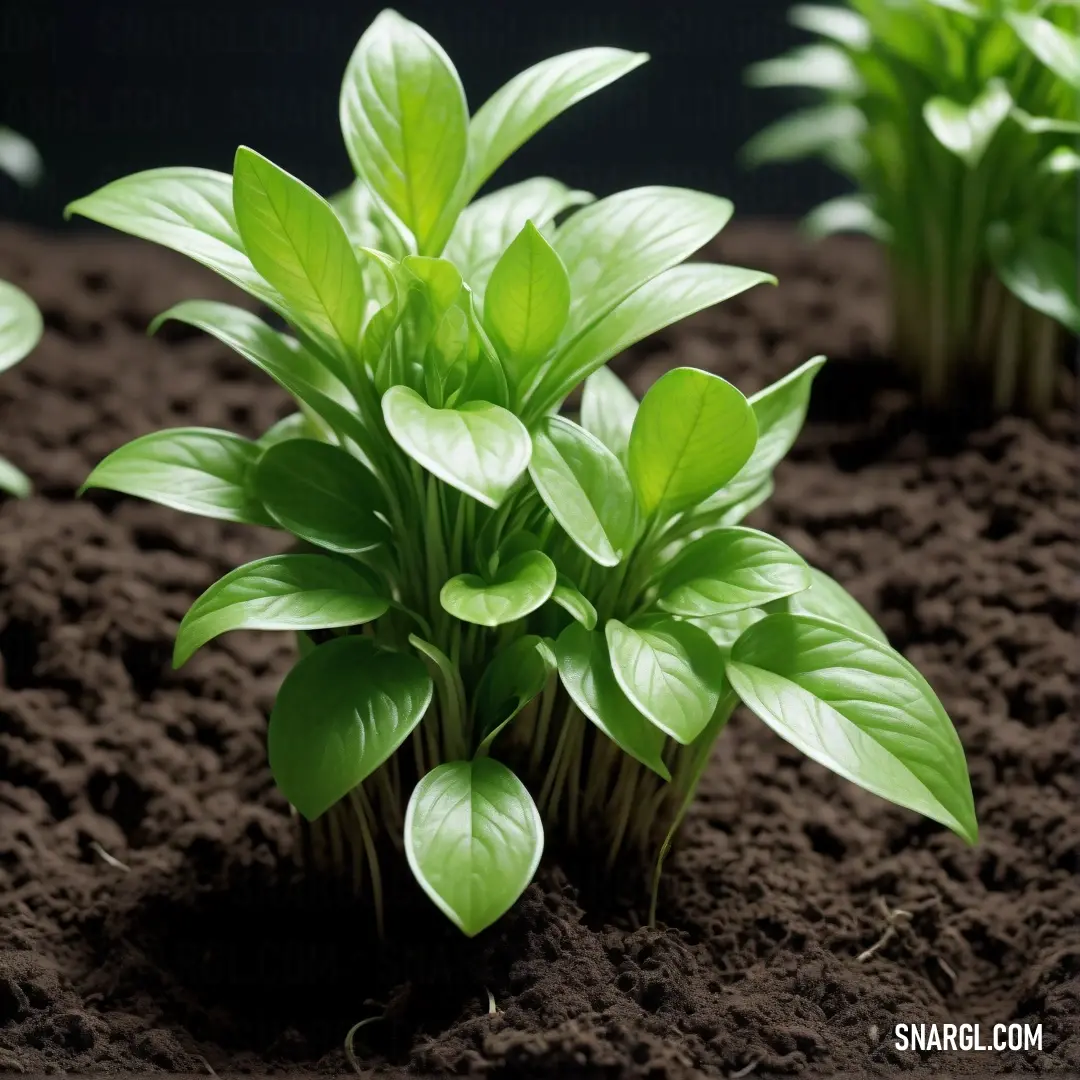 Group of green plants growing in dirt with dark background. Example of CMYK 41,0,48,24 color.
