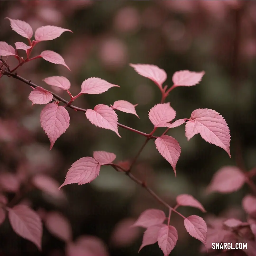 Branch with pink leaves in a blurry background. Color CMYK 0,36,29,6.