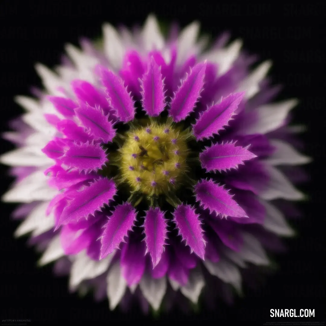 Close up of a purple and white flower with a black background and a yellow center in the center