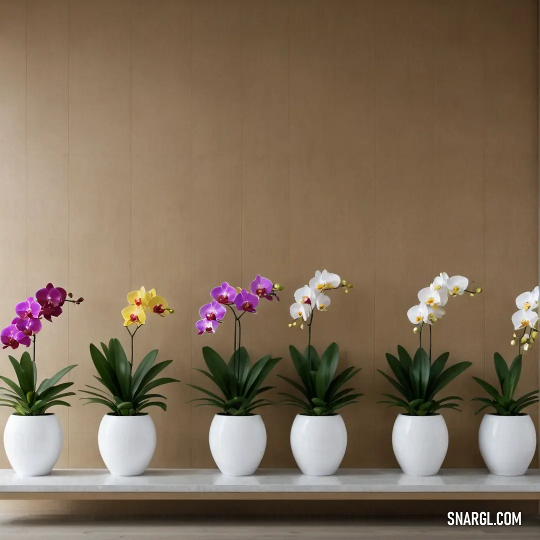 Row of white vases with purple and yellow flowers in them on a table with a brown wall. Color CMYK 12,60,0,17.