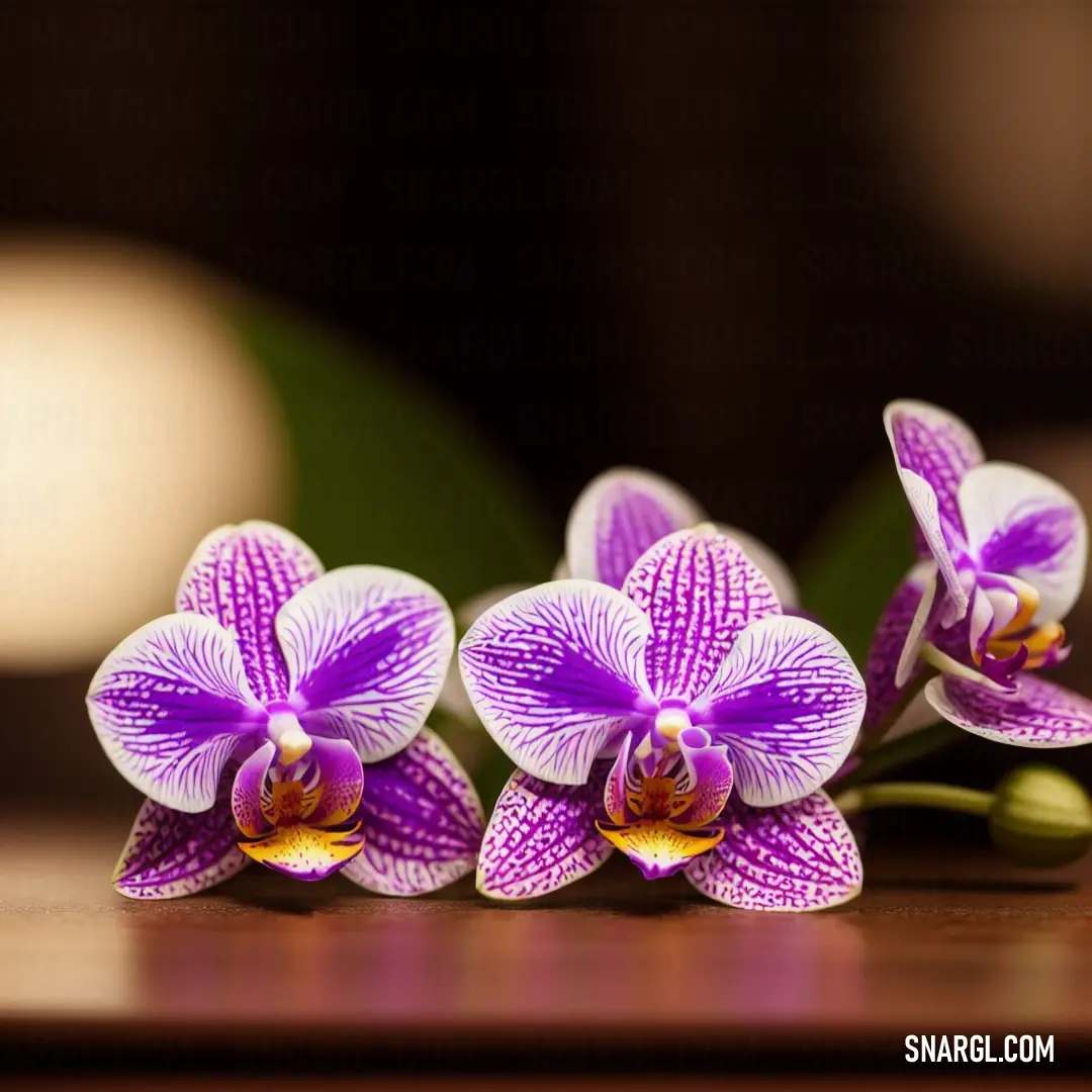 Three purple flowers are on a table with green leaves in the background. Color CMYK 12,60,0,17.
