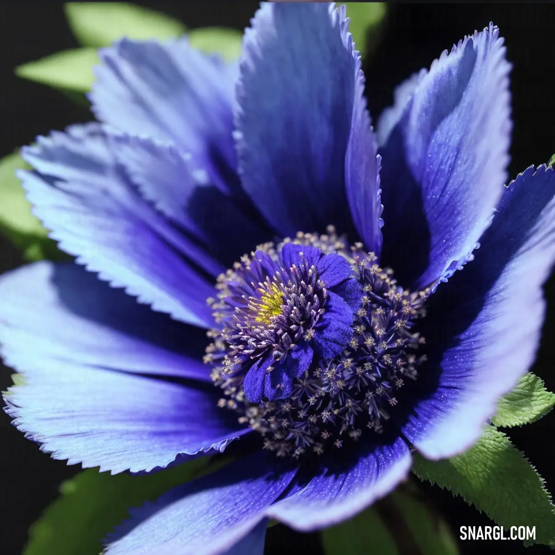 Blue flower with green leaves on a black background with a yellow center