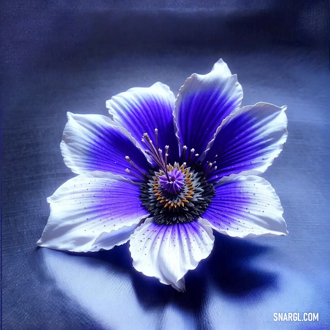 Purple flower with white petals on a blue background with a black center piece in the center of the flower