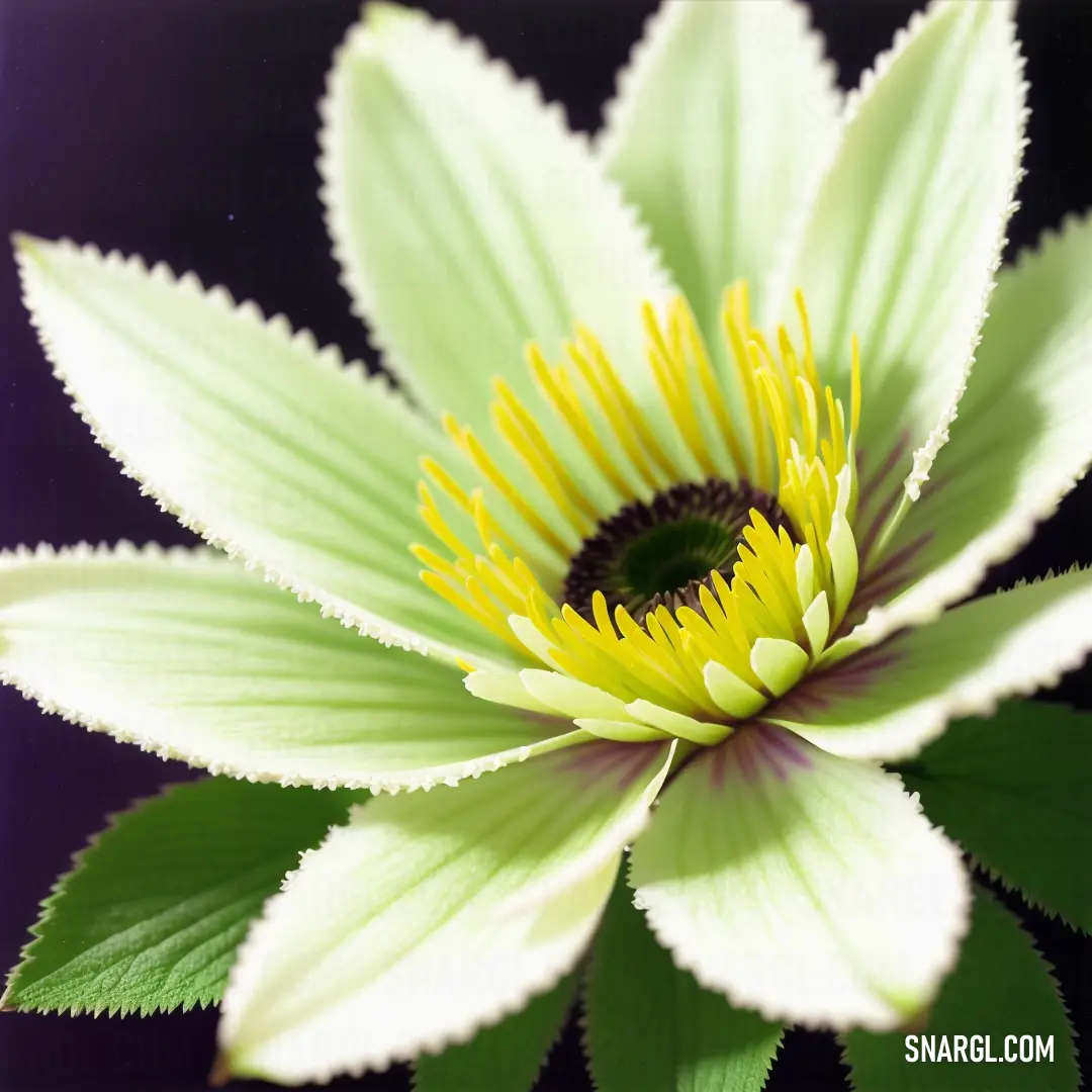 Close up of a flower with a black background behind it and a yellow center on the center of the flower