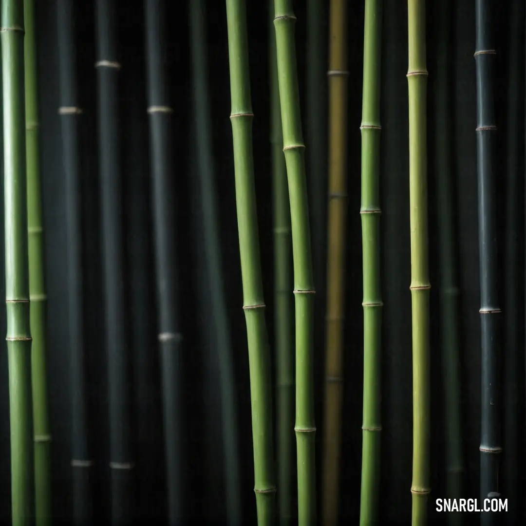 A close-up of a bamboo plant with vibrant green and brown stems, some with white tips, stands against a stark black background. The contrast of colors creates a serene and tranquil atmosphere, evoking a sense of natural beauty and calm.