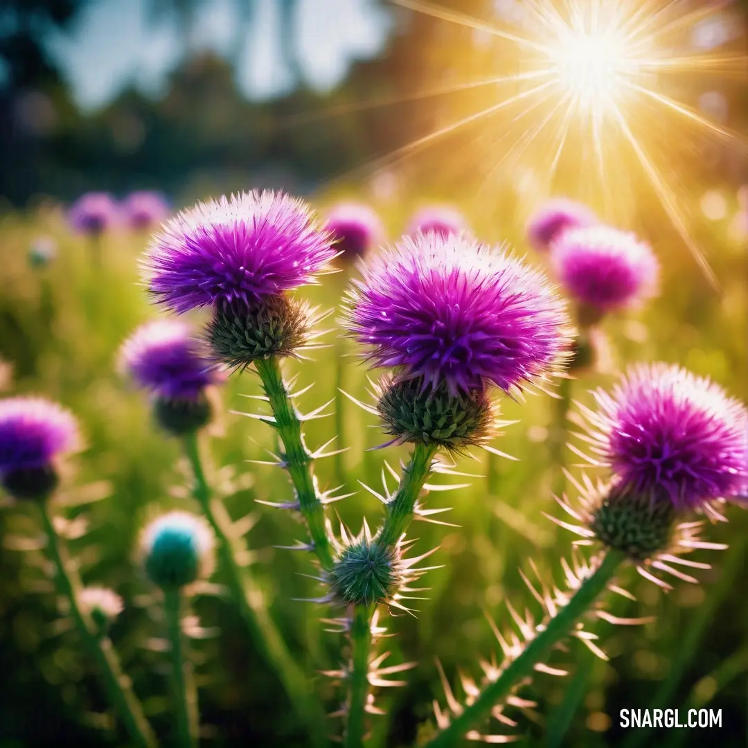 Field of purple flowers with the sun shining in the background. Example of CMYK 0,89,33,22 color.