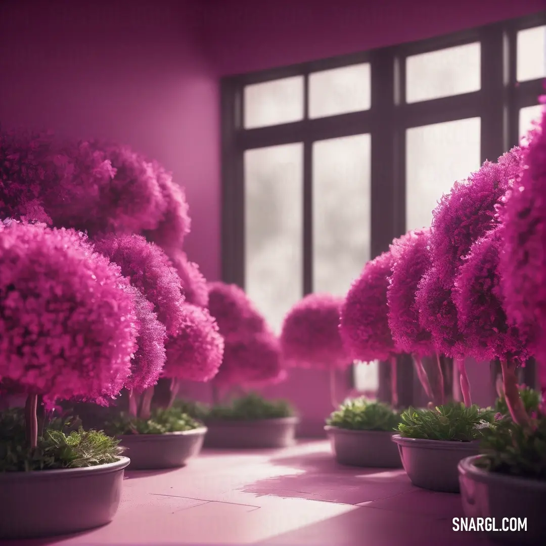 Room with a bunch of pink flowers in the window sill and a window behind it with a bright pink color. Example of Medium violet red color.