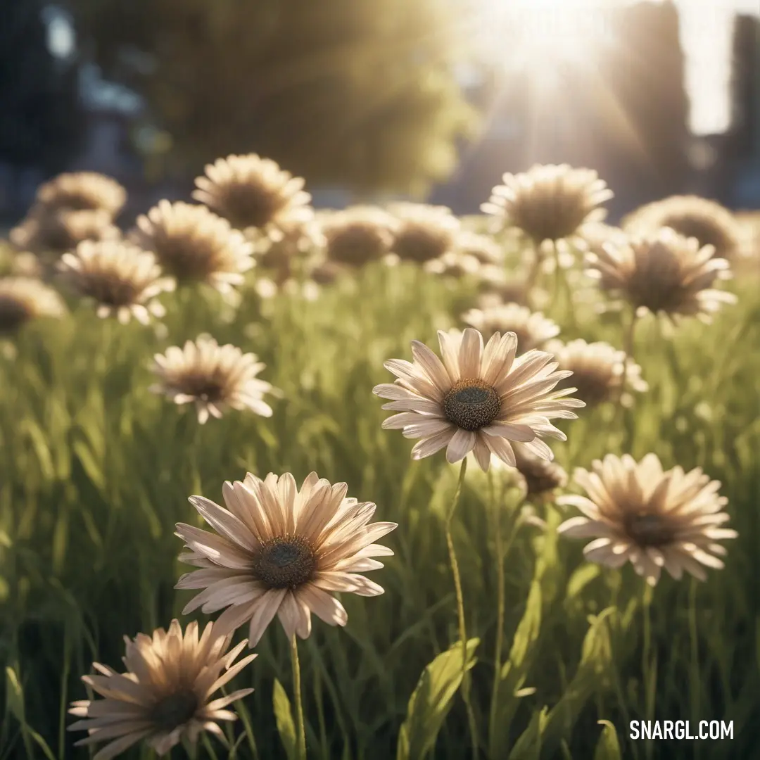 Field of flowers with the sun shining through the flowers in the background. Example of RGB 250,235,215 color.