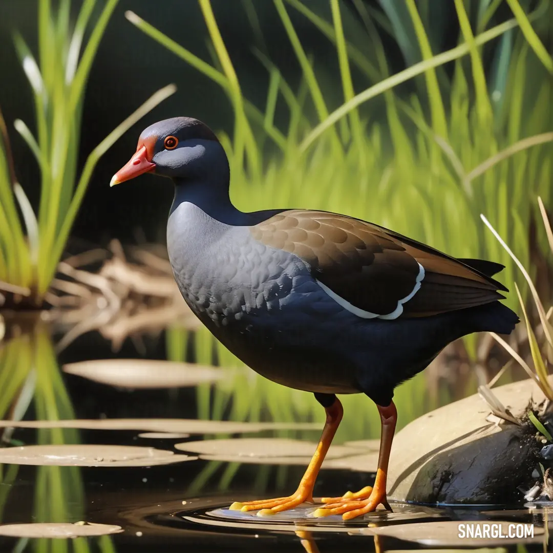 Moorhen standing on a rock in a peaceful pond with grassy surroundings A moorhen stands on a smooth rock in a tranquil pond, with a backdrop of soft, green grass, bringing a sense of calm and connection to the peaceful water surroundings.