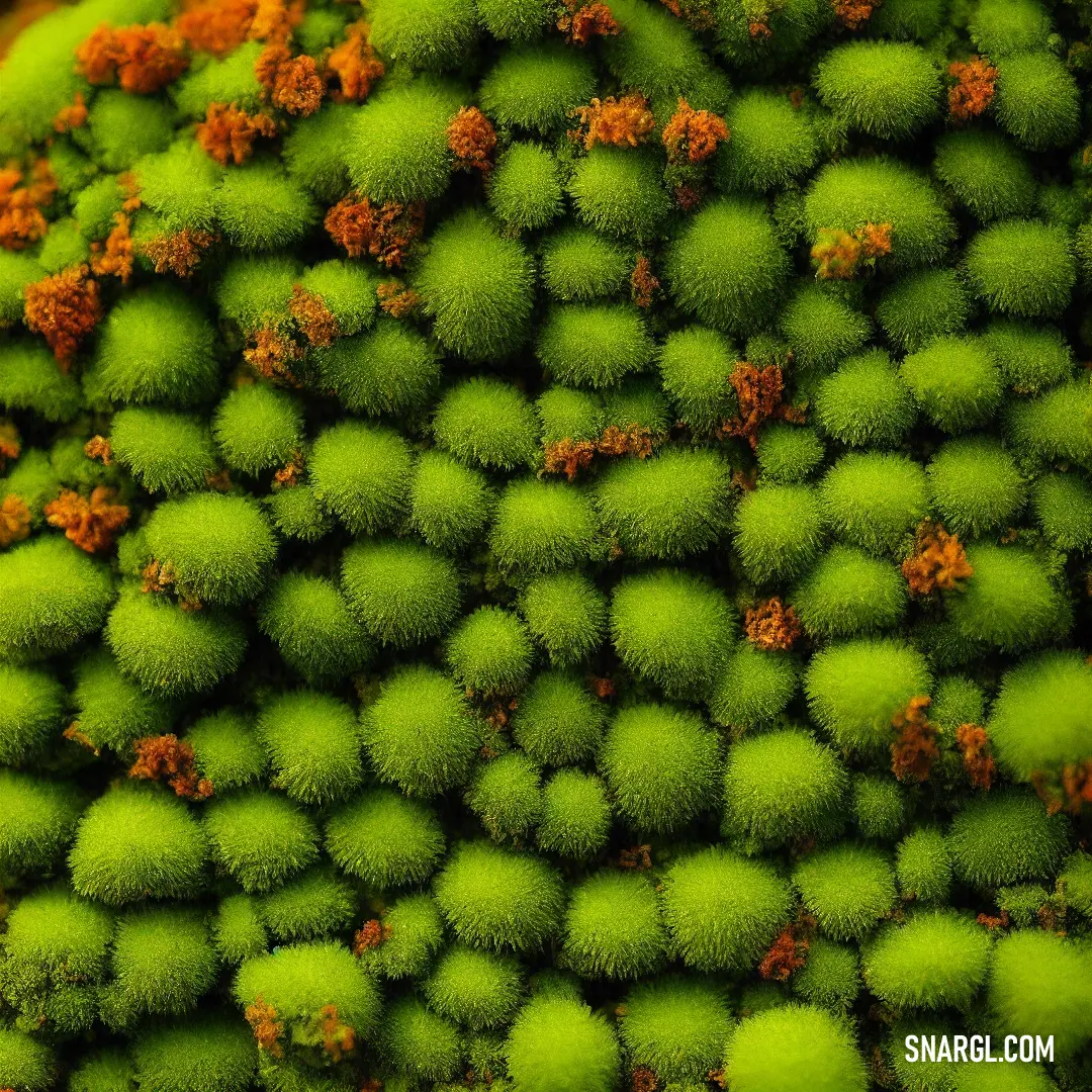 Close up of a bunch of green balls with orange and green flowers on them