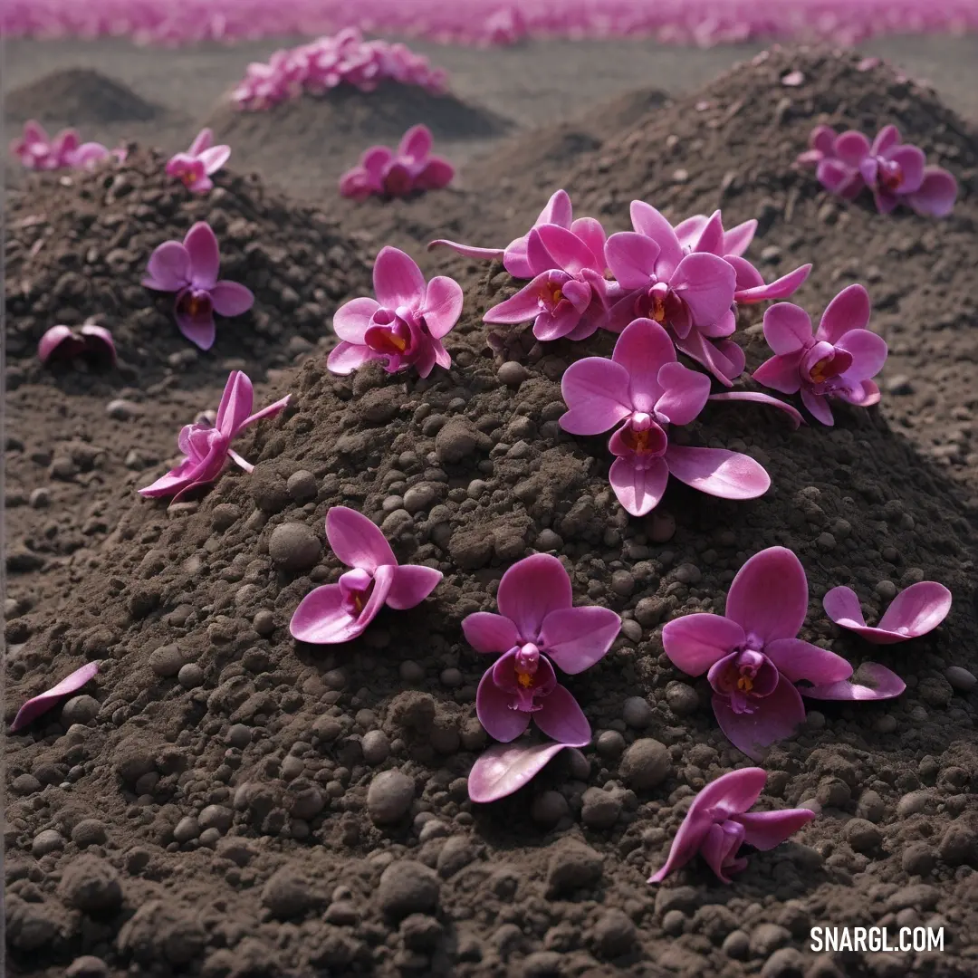 Mulberry color example: Pile of dirt with pink flowers on top of it