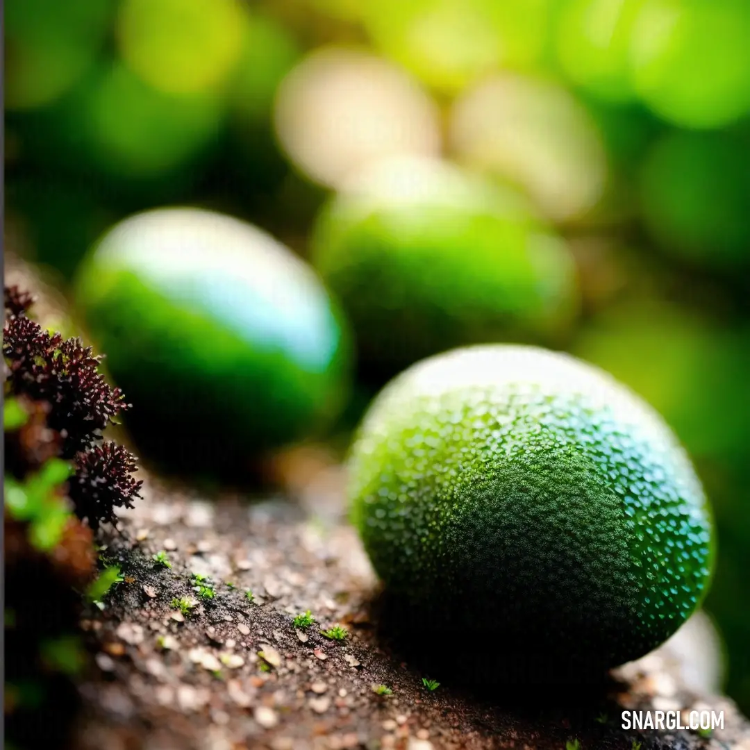 Close up of a green object on a rock with other green objects in the background. Color RGB 42,128,0.
