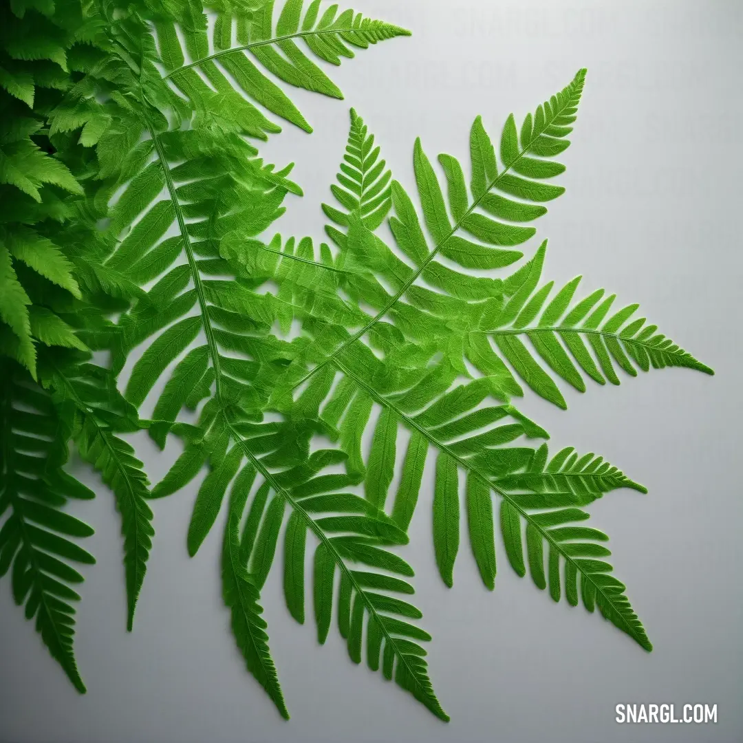 Green plant with leaves on a white background. Example of CMYK 67,0,100,50 color.