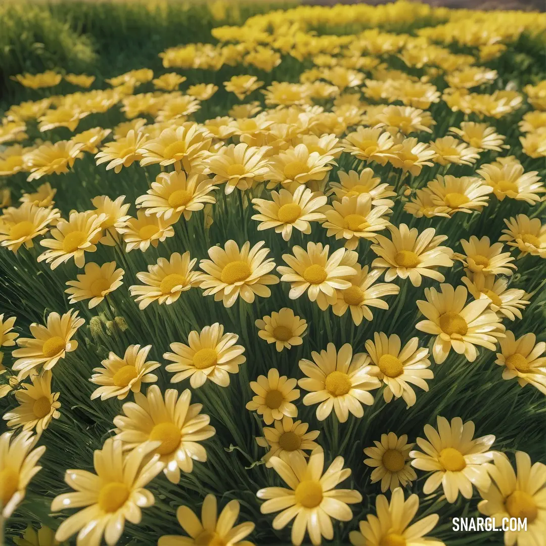 Field of yellow flowers with green stems and yellow petals on them,. Color RGB 250,218,94.