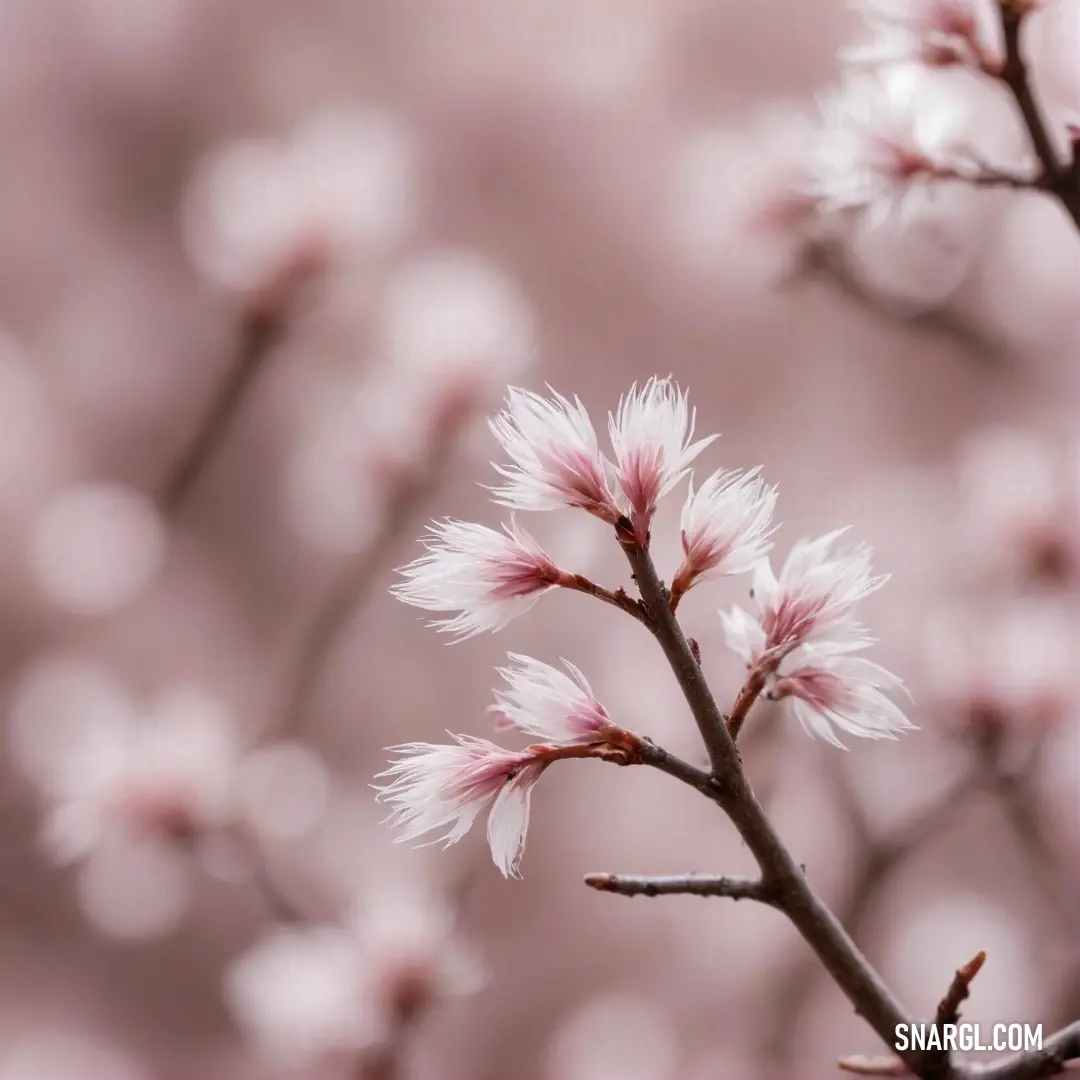 A vibrant close-up of a delicate pink blossom perched on a slender tree branch, with a lovely blur of pink flowers in the background, highlighting the gentle beauty of nature in springtime.