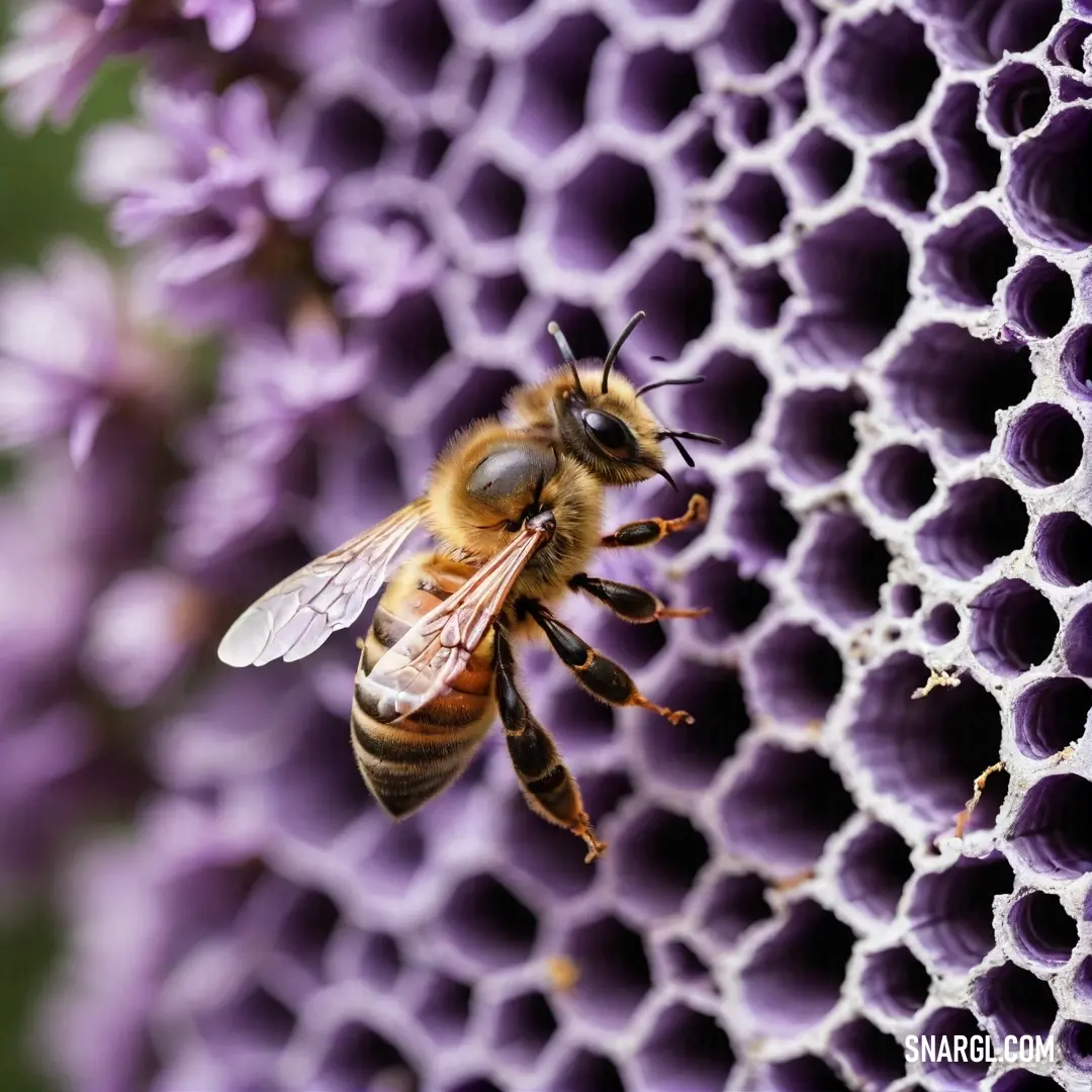 A serene close-up of a bee resting on a textured purple honeycomb, with beautiful purple flowers gracing the background, perfectly capturing this pollinator's connection to vibrant flora.