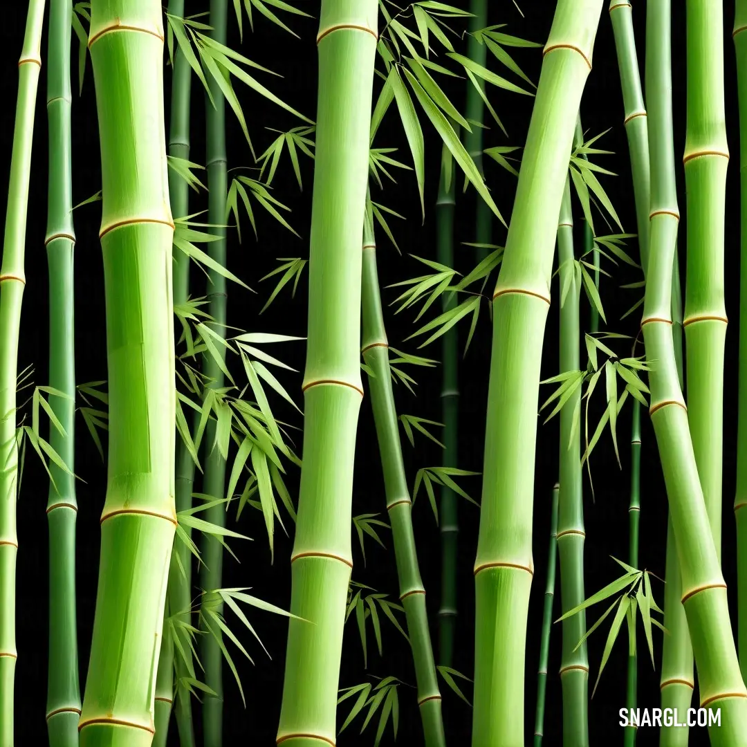 Close up of a bunch of green bamboo plants with leaves on them, with a black background. Color RGB 176,232,145.