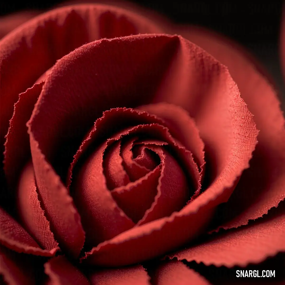 Close up of a red rose with a black background. Color CMYK 0,78,58,0.