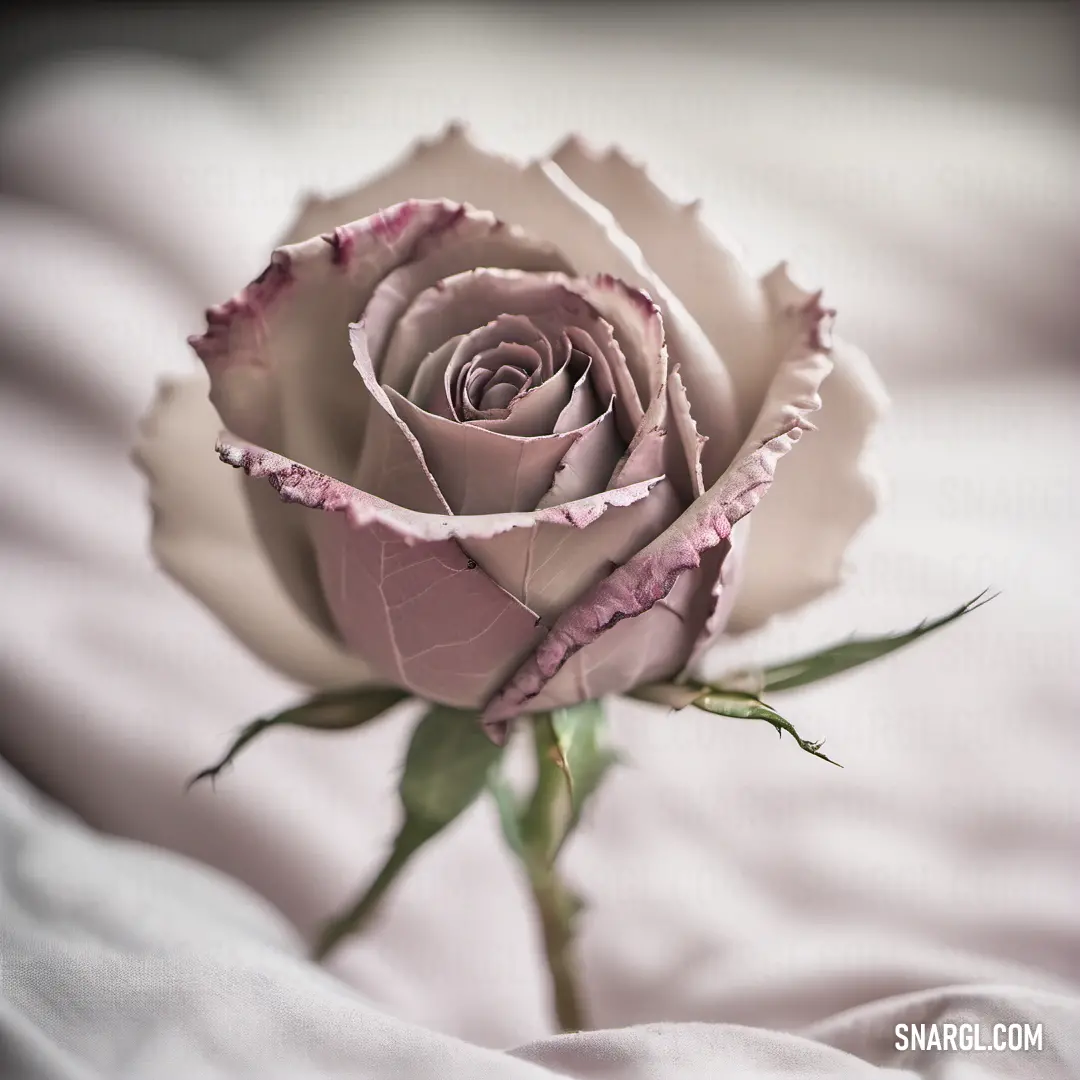 Single pink rose is on a white sheet with a green stem in the center of the flower. Color #E7DBE1.