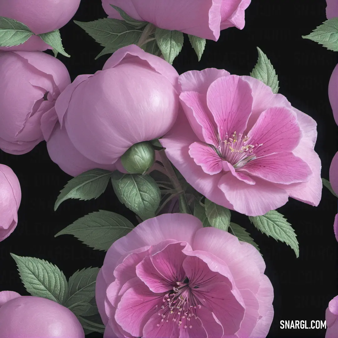 Bunch of pink flowers on a black background. Color #F3C9D1.