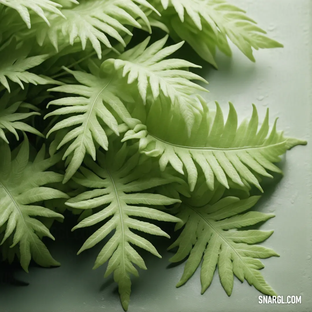 Close up of a green plant with leaves on it's sides and a white background. Color CMYK 40,0,60,0.