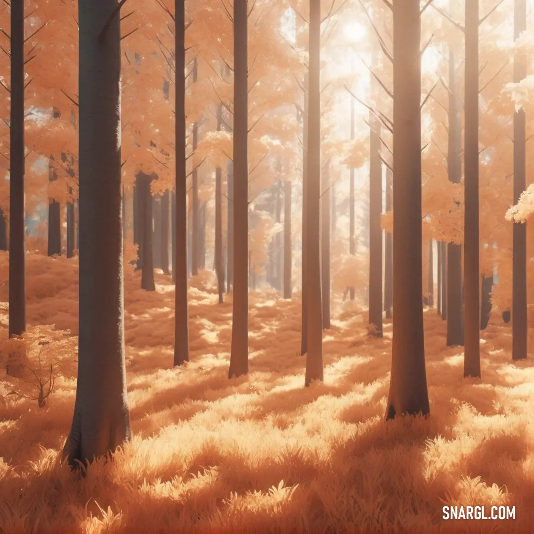NCS S 1040-Y50R color. Forest with tall trees and grass in the foreground and a sunbeam in the background