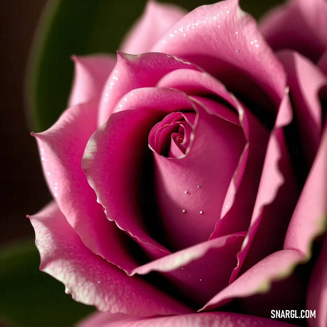 NCS S 1050-R20B color example: Close up of a pink rose with water droplets on it's petals and leaves in the background