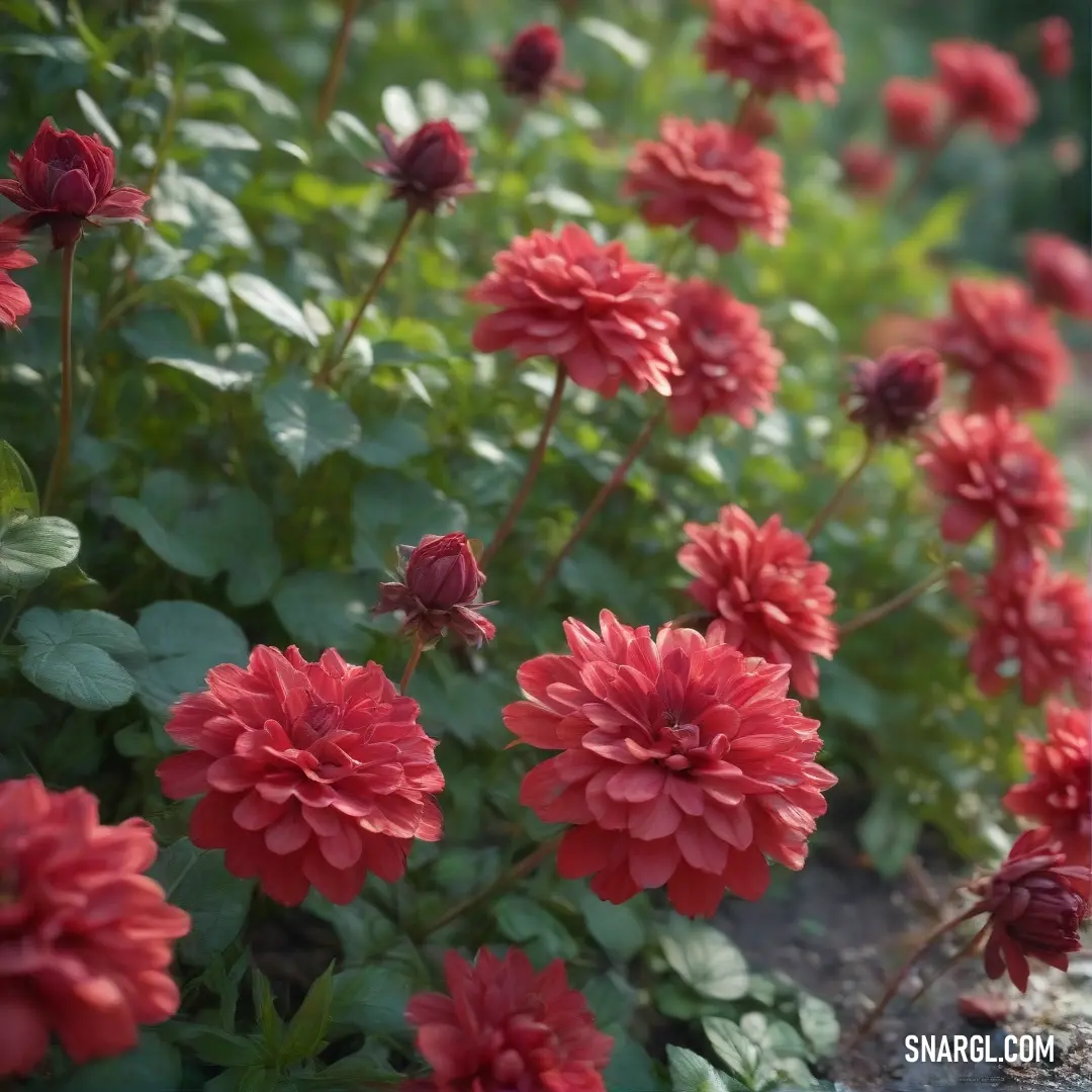 A vibrant garden bursts with red flowers, surrounded by lush green leaves and rich soil. This flourishing landscape invites visitors to delve into its colors and textures, celebrating nature's diverse palette.