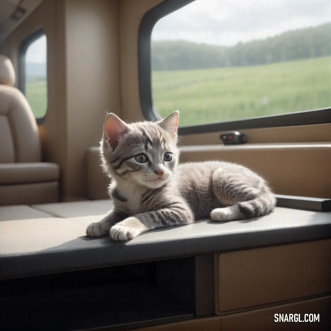 Small kitten on a table in a vehicle looking out the window at the countryside outside of the vehicle. Example of NCS S 1502-Y color.