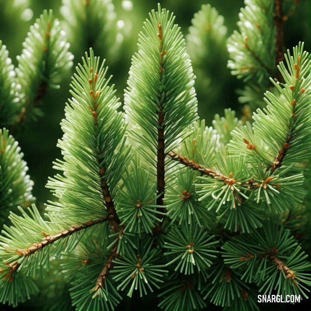 Close up of a pine tree with needles and needles on it's branches. Color RGB 144,207,124.