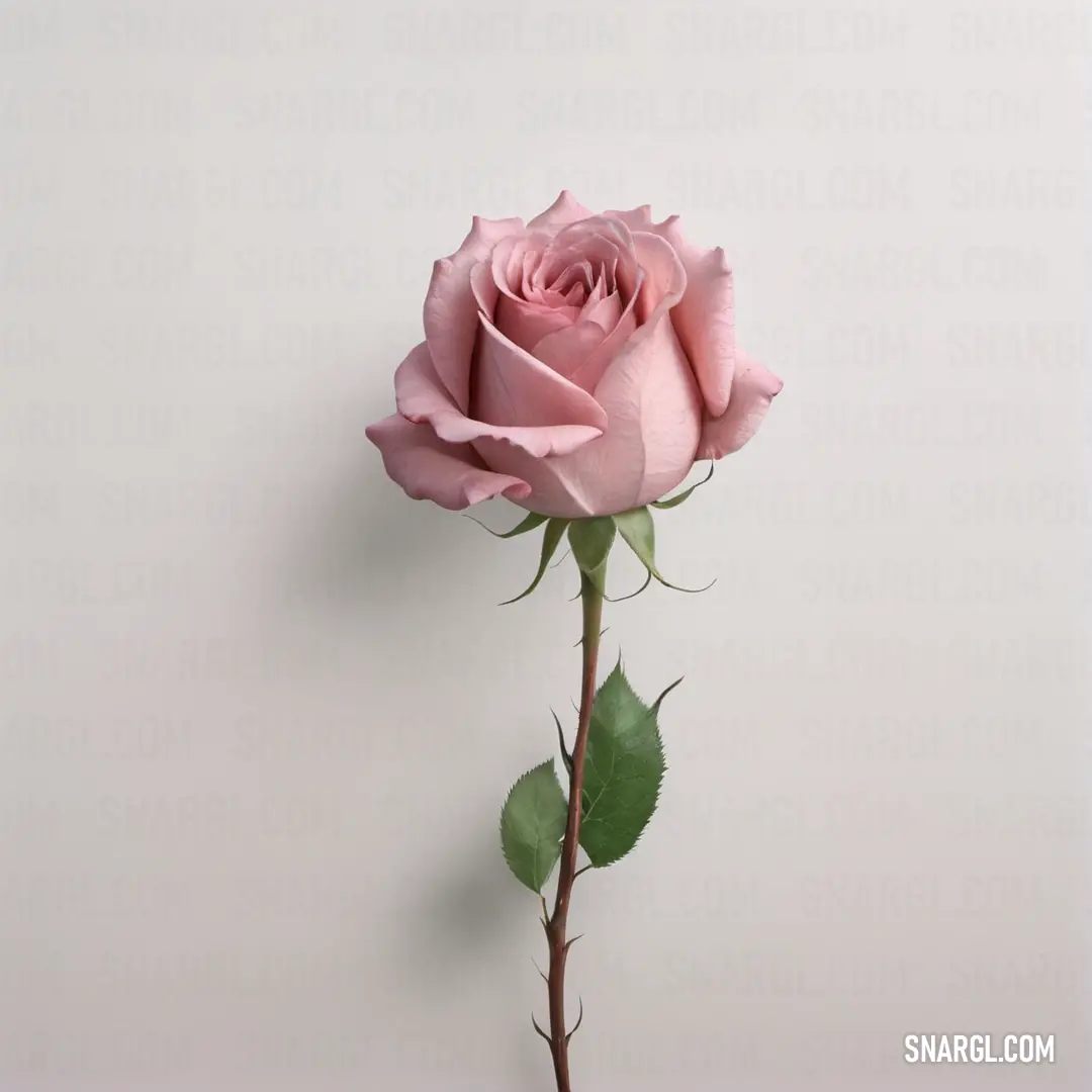 Single pink rose is shown against a white background. Example of RGB 215,137,150 color.