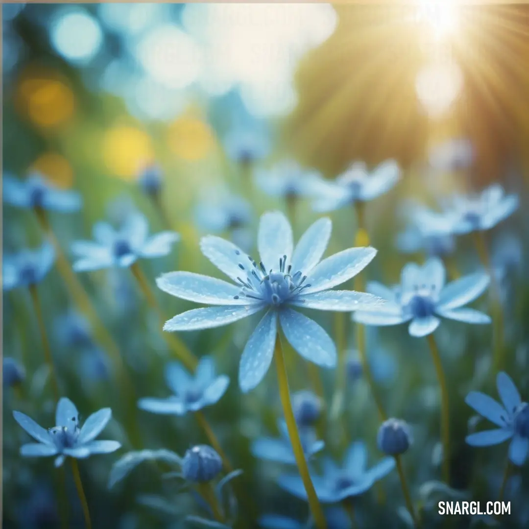 Field of blue flowers with the sun shining in the background. Example of RGB 128,171,209 color.