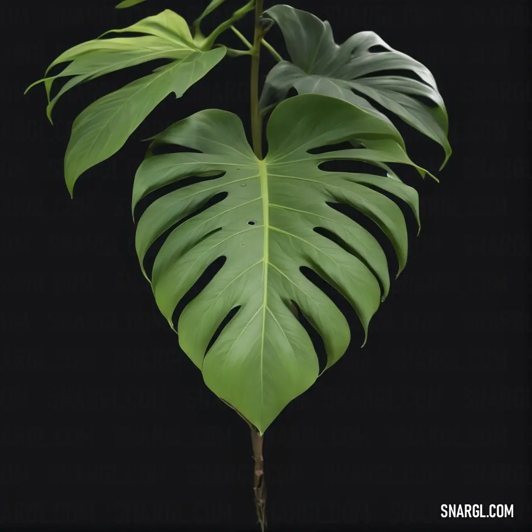 A prominent large green leaf takes center stage, dramatically set against a dramatic black background that enhances its vivid color and texture. This image emphasizes nature's elegance in a striking, minimalistic presentation.