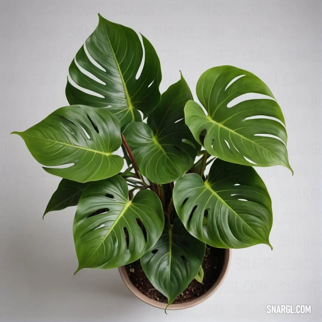 A lush green plant with expansive leaves sits gracefully in a stylish pot atop a tabletop, set against a pristine white background. This image radiates freshness and brings an inviting touch of nature into any space.