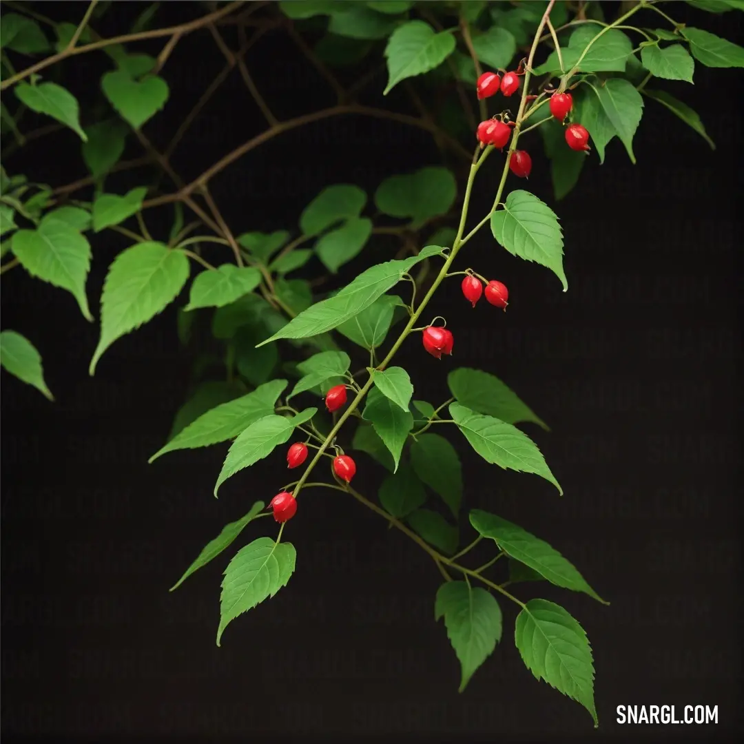 A striking branch adorned with red berries and vibrant green leaves stands out against a dark background, creating a fascinating contrast. This natural arrangement showcases the beauty of seasonal changes in an artistic display.