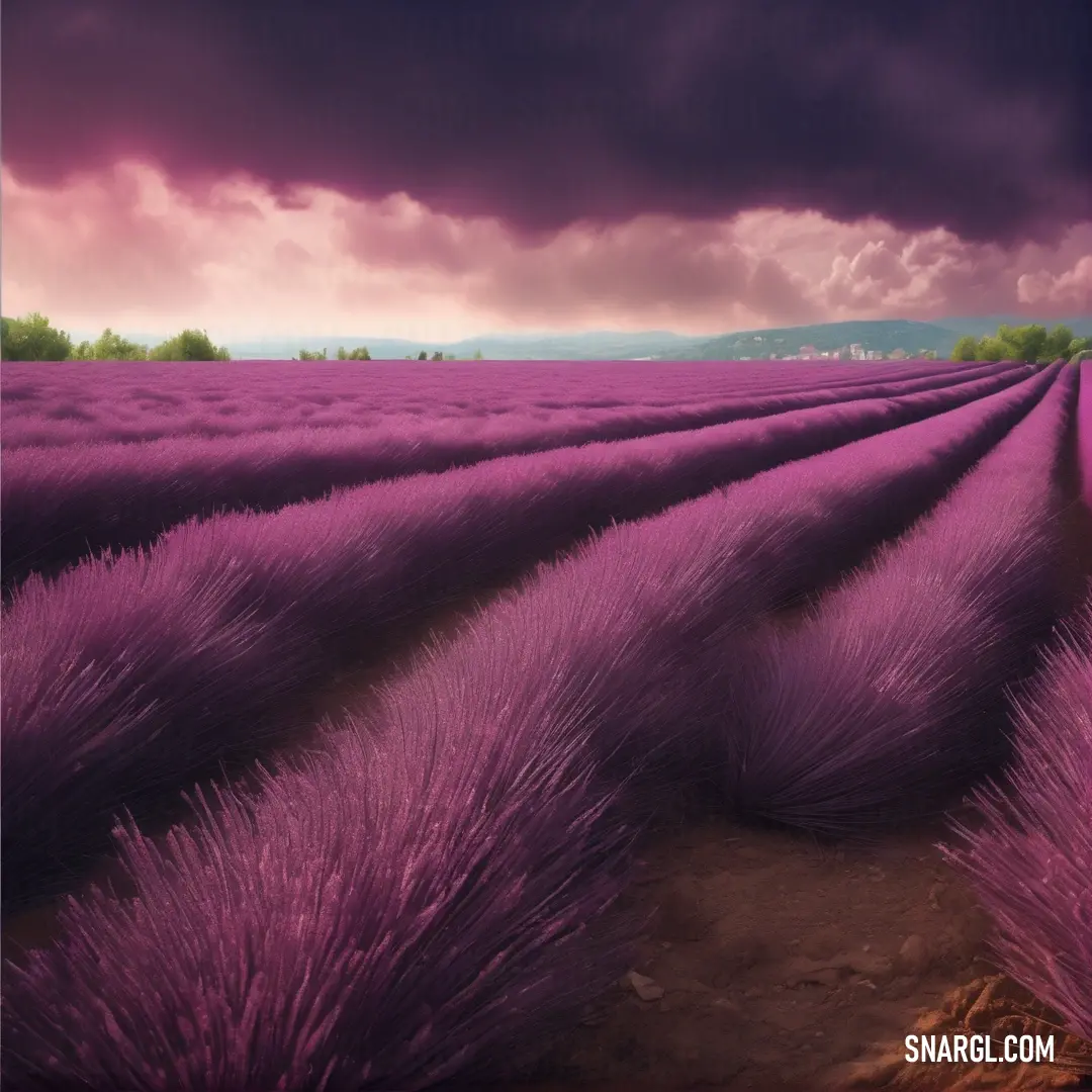 Field of lavender flowers under a cloudy sky with a purple sky in the background. Example of NCS S 2040-R30B color.